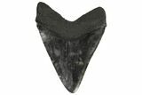 Fossil Megalodon Tooth - Georgia #144295-2